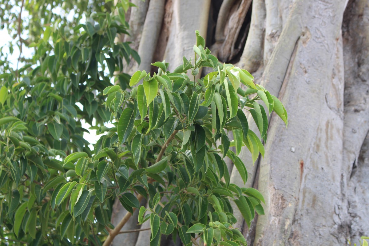Ficus amplissima Sm.